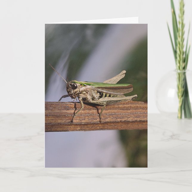 Little Green Grasshopper Christmas Birthday Holiday Card (Front)