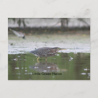 Little Green Heron Postcard