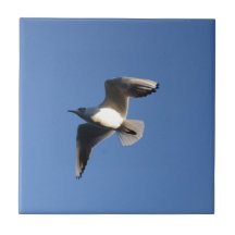 Little Gull