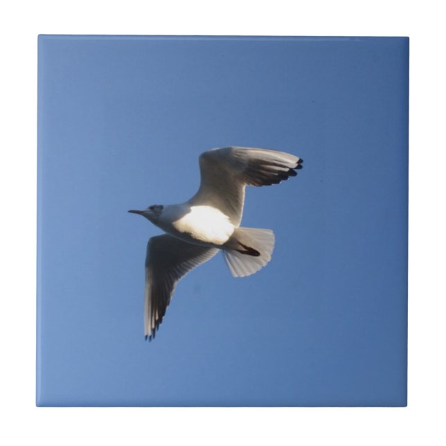 Little Gull Ceramic Tile (Front)