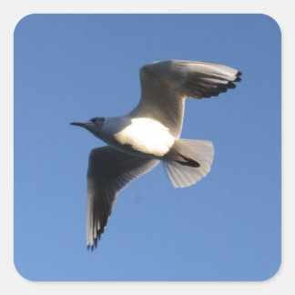 Little Gull Square Sticker