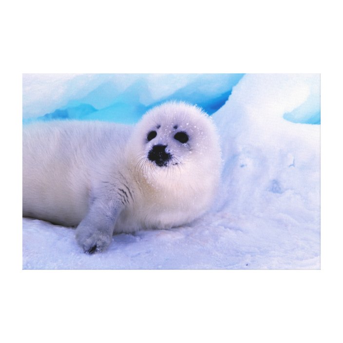 Art print POSTER CANVAS Harp Seal Pup Covered in Snow