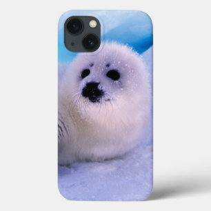 Little Harp Seal Pup Covered in Snowflakes iPhone 13 Case