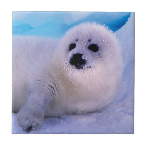 Little Harp Seal Pup Covered in Snowflakes Ceramic Tile