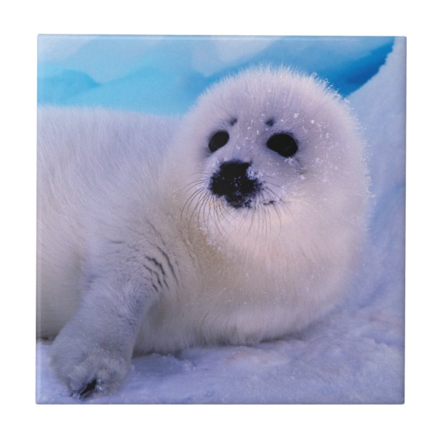 Little Harp Seal Pup Covered in Snowflakes Ceramic Tile (Front)