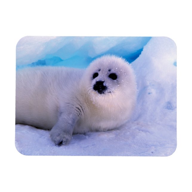 Little Harp Seal Pup Covered in Snowflakes Magnet (Horizontal)