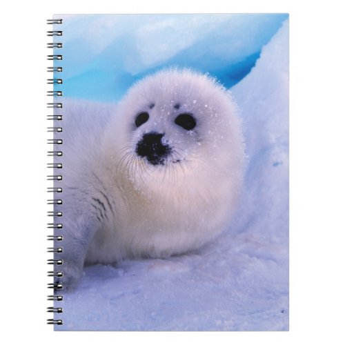 Little Harp Seal Pup Covered in Snowflakes Notebook