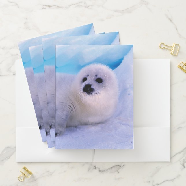 Little Harp Seal Pup Covered in Snowflakes Pocket Folder (In Situ)