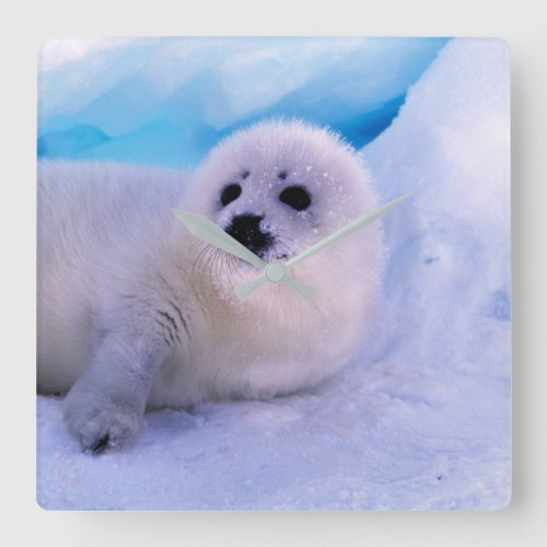 Little Harp Seal Pup Covered in Snowflakes Square Wall Clock