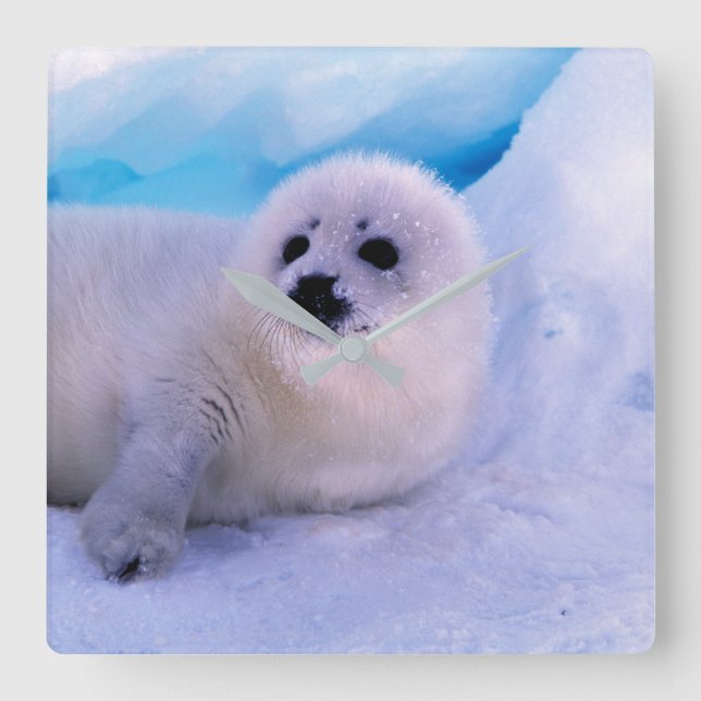 Little Harp Seal Pup Covered in Snowflakes Square Wall Clock (Front)