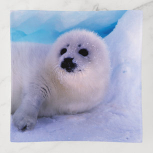 Little Harp Seal Pup Covered in Snowflakes Trinket Tray