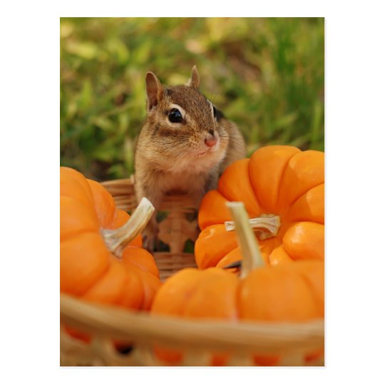 Little Harvest Chipmunk Postcard