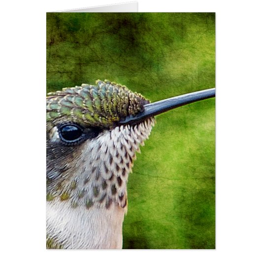Little Hummer Cards (Front)