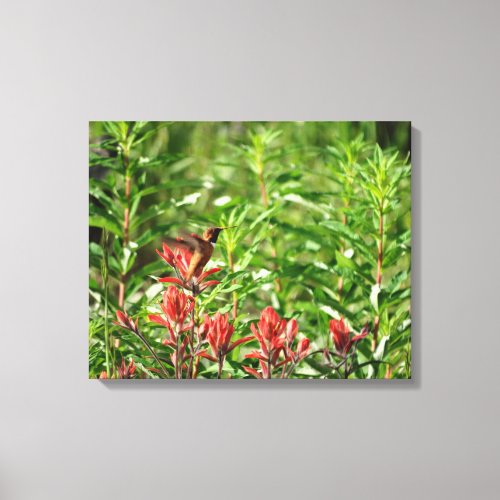 little Hummingbird Canvas Print