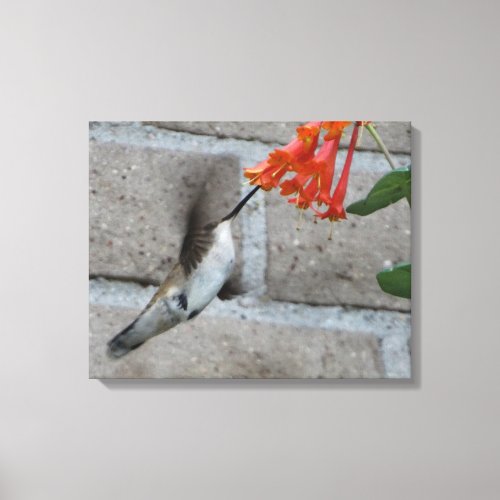 little Hummingbird Canvas Print