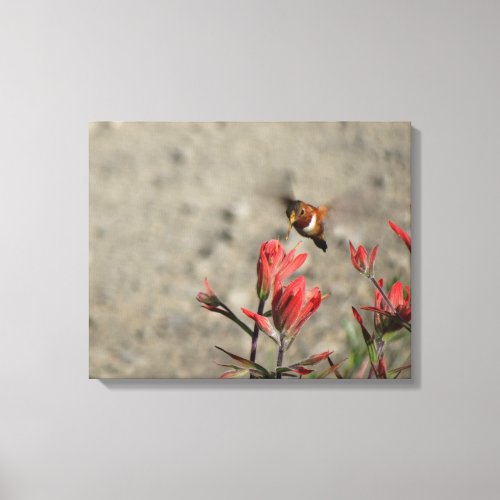 little Hummingbird Canvas Print