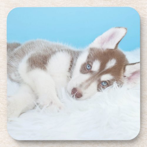 Little Husky Puppy Laying on a Blanket Beverage Coaster