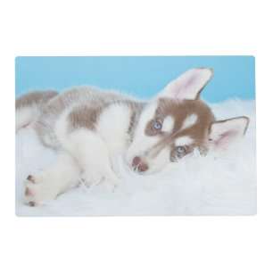 Little Husky Puppy Laying on a Blanket Placemat