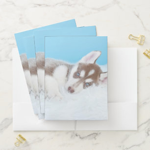 Little Husky Puppy Laying on a Blanket Pocket Folder