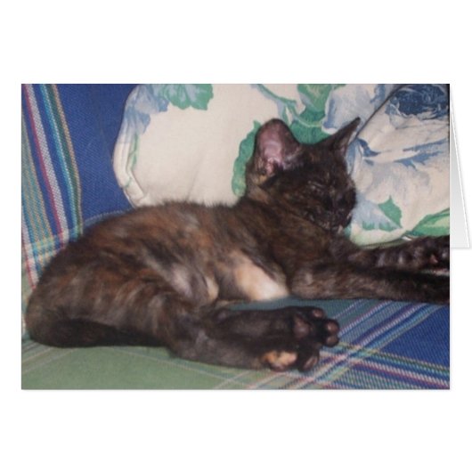 Little Kitty (Front Horizontal)