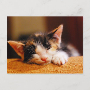 Little Kitty Sleeping Postcard
