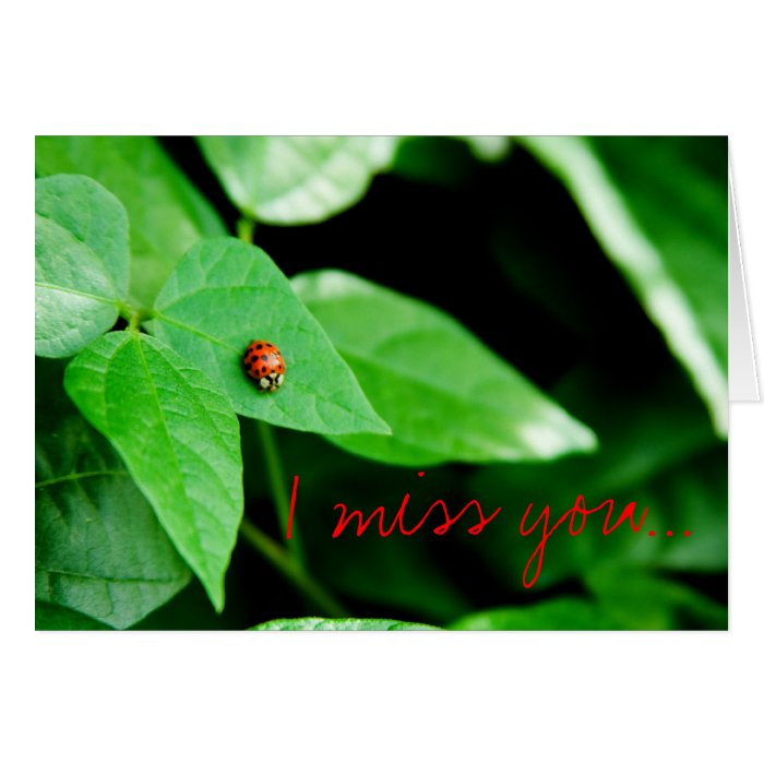 Little Ladybug, I miss youCards