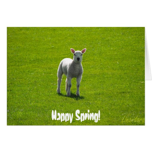 Little Lamb Cards (Front Horizontal)