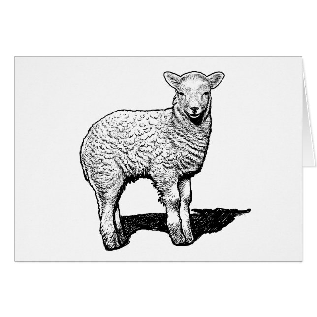 Little Lamb Cards (Front Horizontal)