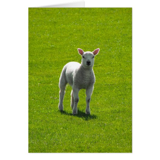 Little Lamb Cards (Front)