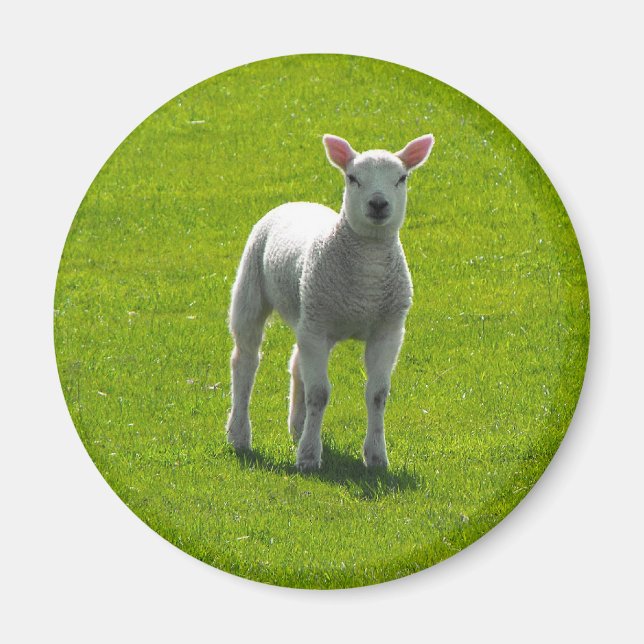 Little Lamb Magnet (Front)