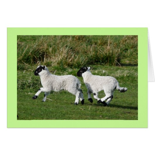 Little Lambs Playing (Front Horizontal)