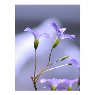 Little Lavender Flowers Photo Print