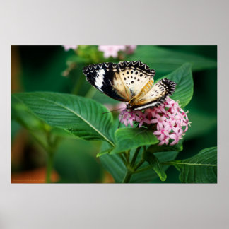 Little Leopard Wings Print
