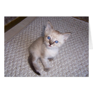 Little Louie Kitten Cat Cards