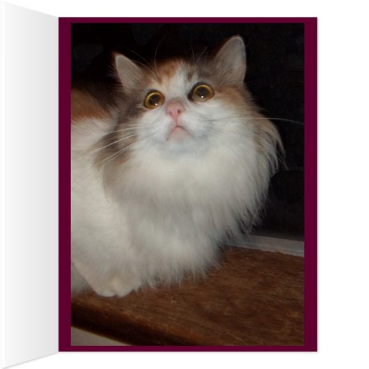 Little  Missy (Inside (Right))