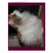 Little  Missy (Front)