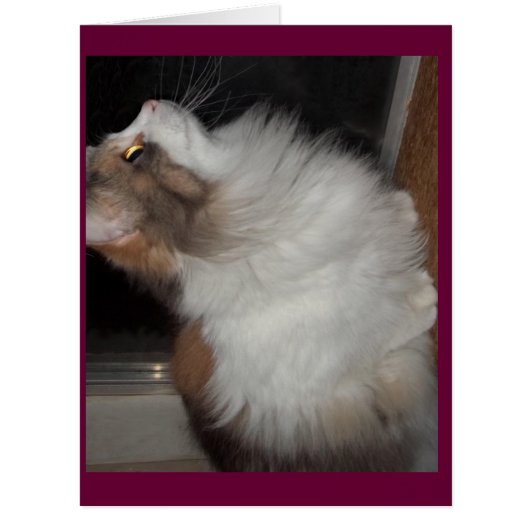 Little Missy Cards (Front)
