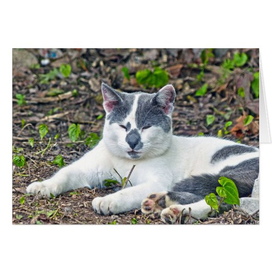 Little Mister Pants (Front Horizontal)