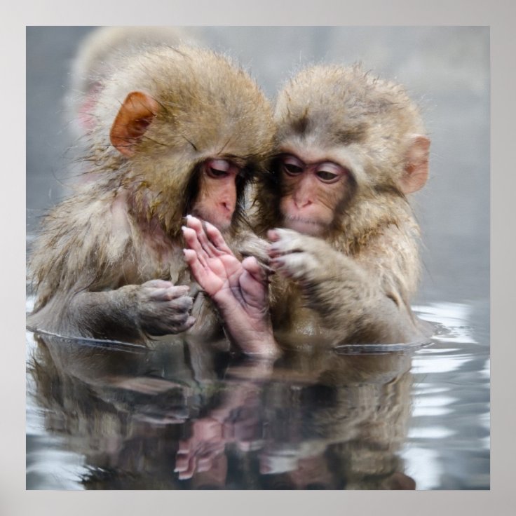 Little Monkeys | Hot Springs, Japan Poster | Zazzle