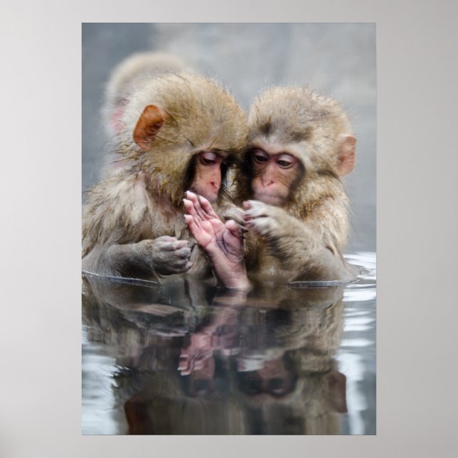 Little Monkeys | Hot Springs, Japan Poster (Front)