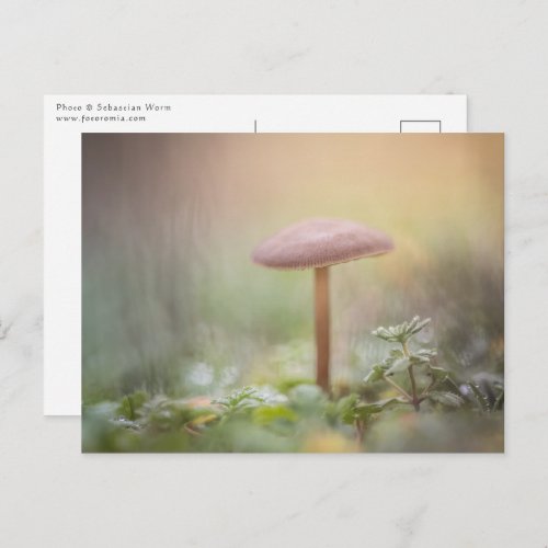 Little Mushroom Nature Photo Postcard
