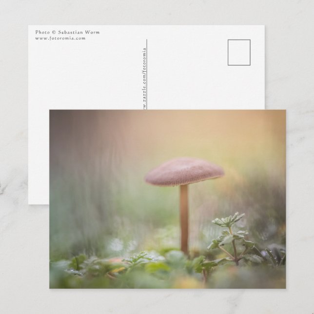 Little Mushroom Nature Photo Postcard (Front/Back)