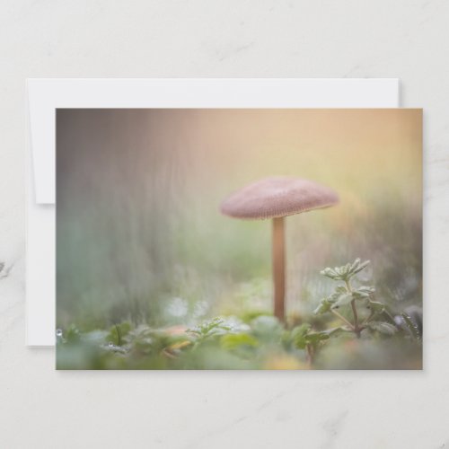 Little Mushroom Photo Card