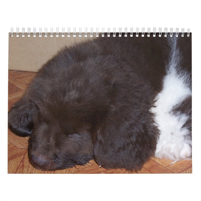 Little Newfie Girl Calendar (Cover)