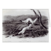 Little Nimble Weasel (Front Horizontal)