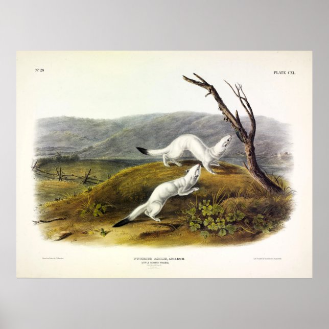 Little Nimble Weasel, Long-tailed Weasel - Audubon Poster (Front)