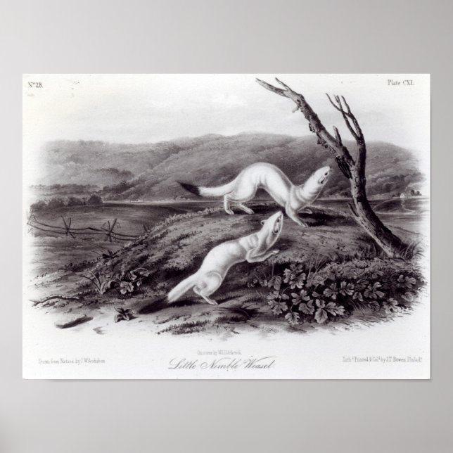 Little Nimble Weasel Poster (Front)