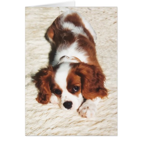 Little One Cavalier King Charles Spaniel