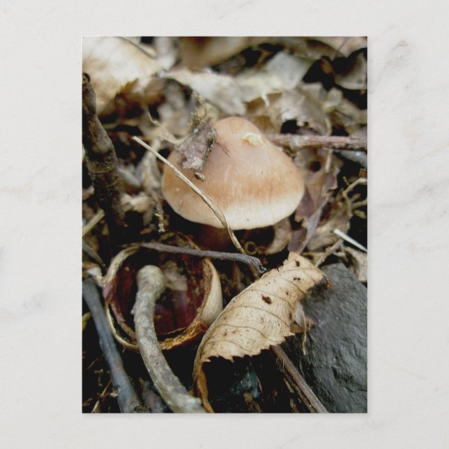 Little Orange Hat Postcard (Front)