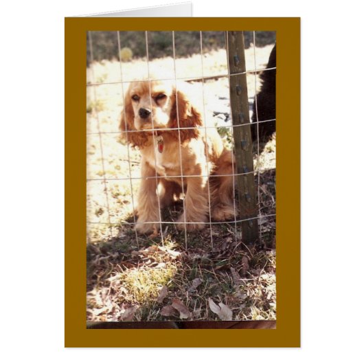 little outlaw (Front)